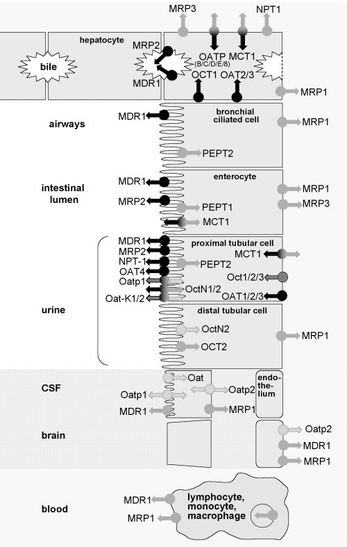 efflux from eucaryotic cells