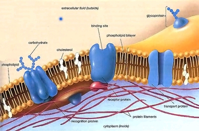 Fluconazole pret