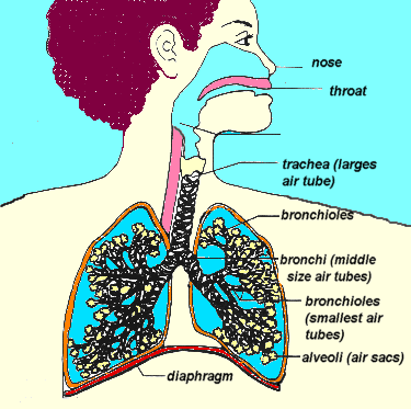 lungs1.gif (26024 bytes)