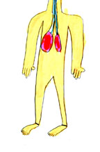 smalllungs.jpg (11492 bytes)