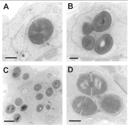 Intraphagocytic S. aureus (J774 macrophages)